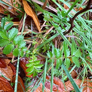 Acaena (genus) at Harrietville, VIC - Today by Hejor1