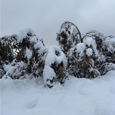 Eucalyptus pauciflora (A Snow Gum) at Hotham Heights, VIC - 9 Jun 2025 by Hejor1