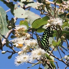 Graphium agamemnon ligatum (green spotted triangle) at Port Douglas, QLD - 5 Jun 2025 by mroseby