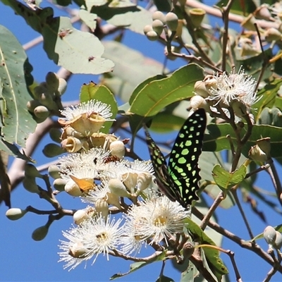 Graphium agamemnon ligatum (green spotted triangle) at Port Douglas, QLD - 5 Jun 2025 by mroseby