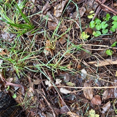 Dactylis glomerata at Harrietville, VIC - 9 Jun 2025 10:47 AM