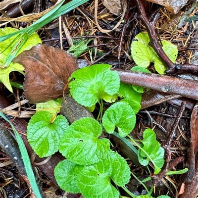 Viola odorata (Sweet Violet, Common Violet) at Harrietville, VIC - Yesterday by Hejor1