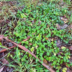 Viola odorata at Harrietville, VIC - 9 Jun 2025 10:47 AM
