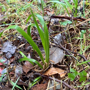 Iris sp. at Harrietville, VIC - Yesterday by Hejor1