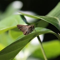 Unverified Skipper (Hesperiidae) at Port Douglas, QLD - 5 Jun 2025 by mroseby