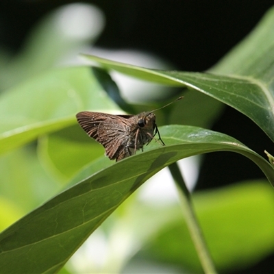 Unverified Skipper (Hesperiidae) at Port Douglas, QLD - 5 Jun 2025 by mroseby