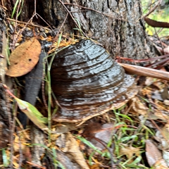 zz Polypore (shelf/hoof-like) at Harrietville, VIC - 9 Jun 2025 by Hejor1