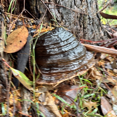 zz Polypore (shelf/hoof-like) at Harrietville, VIC - 9 Jun 2025 by Hejor1