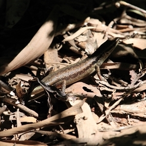 Unverified Skink at Port Douglas, QLD - 5 Jun 2025 by mroseby