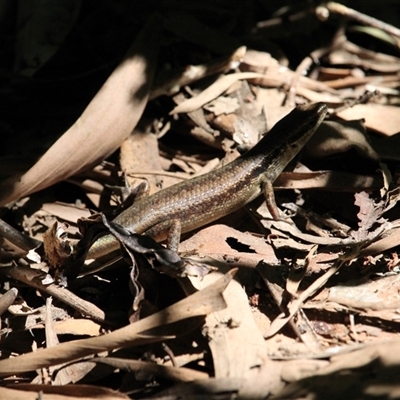 Unverified Skink at Port Douglas, QLD - 5 Jun 2025 by mroseby