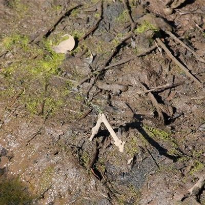 Unverified Dragonfly (Anisoptera) at Port Douglas, QLD - 5 Jun 2025 by mroseby
