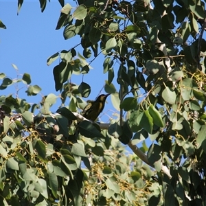 Oriolus flavocinctus (Yellow Oriole, Green Oriole) at Port Douglas, QLD - 5 Jun 2025 by mroseby