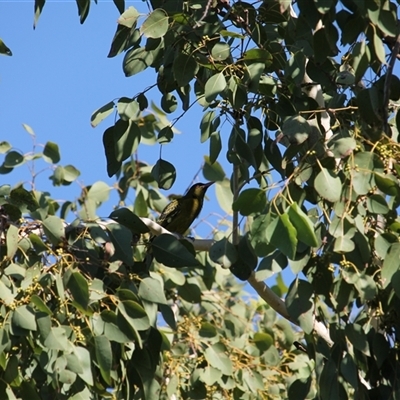 Oriolus flavocinctus (Yellow Oriole, Green Oriole) at Port Douglas, QLD - 5 Jun 2025 by mroseby
