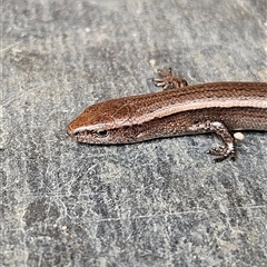 Lampropholis delicata (Delicate Skink) at Braidwood, NSW - 9 Jun 2025 by MatthewFrawley