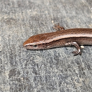 Lampropholis delicata (Delicate Skink) at Braidwood, NSW - 9 Jun 2025 by MatthewFrawley