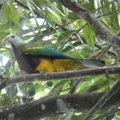 Ptilinopus magnificus (Wompoo Fruit-dove) at Julatten, QLD - Yesterday by mroseby
