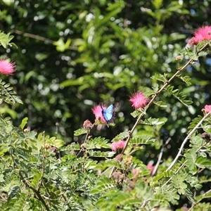 Papilio ulysses (Ulysses Butterfly) at Mount Molloy, QLD - 4 Jun 2025 by mroseby