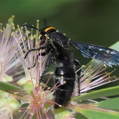 Scolia (Discolia) verticalis (Yellow-headed hairy flower wasp) at Acton, ACT - 8 Mar 2025 by TimL
