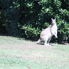 Macropus agilis at Julatten, QLD - 4 Jun 2025 by mroseby