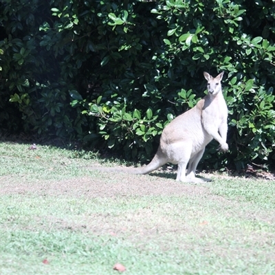 Macropus agilis at Julatten, QLD - 4 Jun 2025 by mroseby