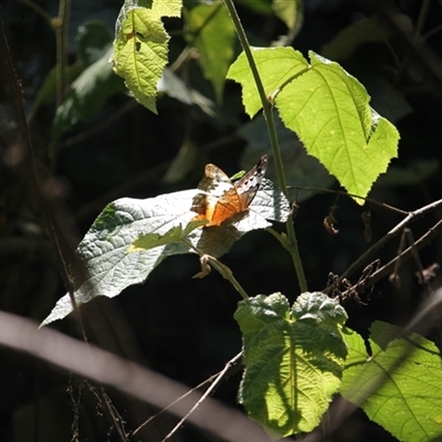 Vindula arsinoe (Cruiser) at Mount Molloy, QLD - 4 Jun 2025 by mroseby