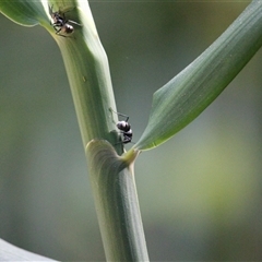 Polyrhachis sp. (genus) (A spiny ant) at Julatten, QLD - 4 Jun 2025 by mroseby