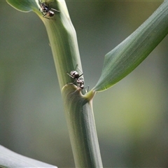 Polyrhachis sp. (genus) at Julatten, QLD - 4 Jun 2025 11:28 AM