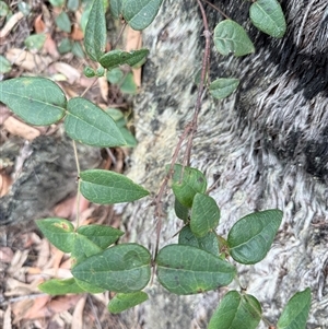 Platylobium sp. at Bucketty, NSW - 9 Jun 2025 by MartinPredavec