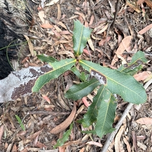 Xylomelum pyriforme at Bucketty, NSW - 9 Jun 2025 10:15 AM