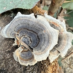 Trametes sp. at Bucketty, NSW - 9 Jun 2025 by MartinPredavec