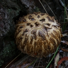 Unverified Cap on a stem; gills below cap [mushrooms or mushroom-like] by arjay