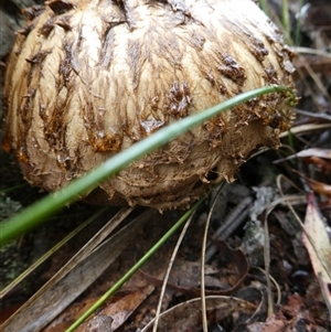 Boletellus sp. at Charleys Forest, NSW - suppressed