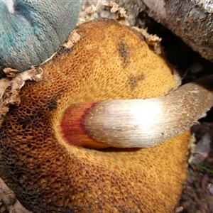 Boletellus sp. at Charleys Forest, NSW - suppressed