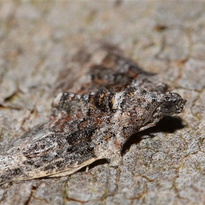Phrissogonus laticostata (Apple looper moth) at Acton, ACT - 4 Oct 2024 by TimL