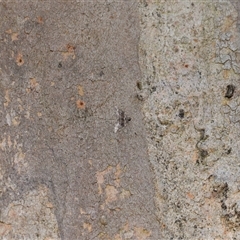 Phrissogonus laticostata at Acton, ACT - 4 Oct 2024 01:36 PM