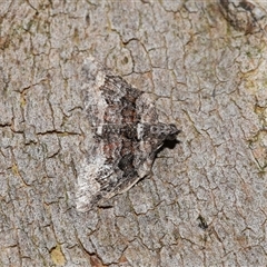Phrissogonus laticostata at Acton, ACT - 4 Oct 2024 01:36 PM