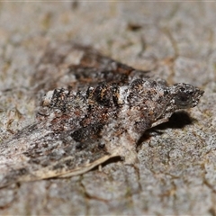 Phrissogonus laticostata at Acton, ACT - 4 Oct 2024 01:36 PM