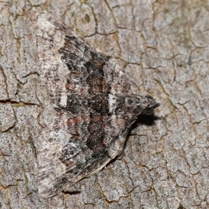 Phrissogonus laticostata at Acton, ACT - 4 Oct 2024 01:36 PM