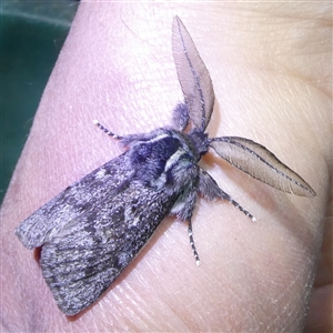 Ptilomacra senex (Cossid Moth or 'Wood Moth') by arjay