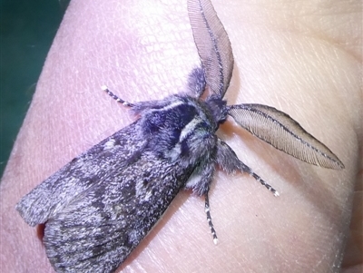 Ptilomacra senex (Cossid Moth or 'Wood Moth') by arjay