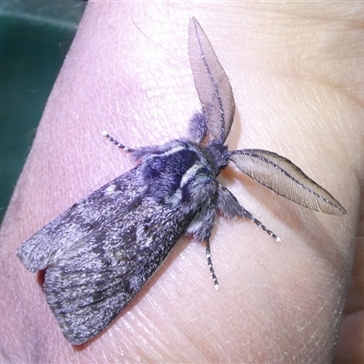 Ptilomacra senex (Cossid Moth or 'Wood Moth') by arjay