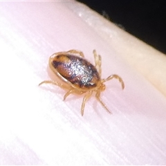 Ixodes sp. (genus) (A hard bodied tick) at Charleys Forest, NSW - 25 May 2025 by arjay