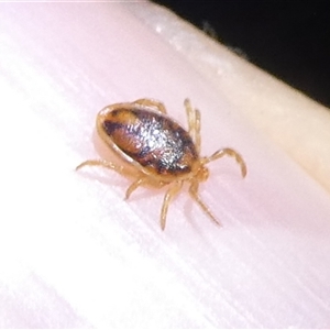 Ixodes sp. (genus) (A hard bodied tick) at Charleys Forest, NSW - 25 May 2025 by arjay