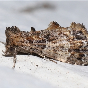 Arrade destituta (Hypeninae) at Acton, ACT - 8 Mar 2025 by TimL