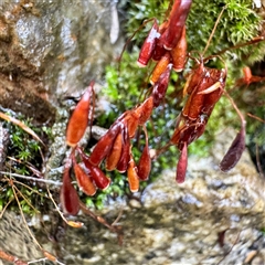 Tortula at Harrietville, VIC - Yesterday by Hejor1