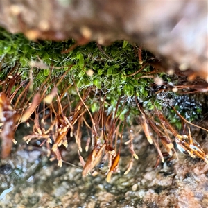 Tortula at Harrietville, VIC - Yesterday by Hejor1