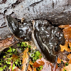 zz Polypore (shelf/hoof-like) at Harrietville, VIC - 9 Jun 2025 by Hejor1