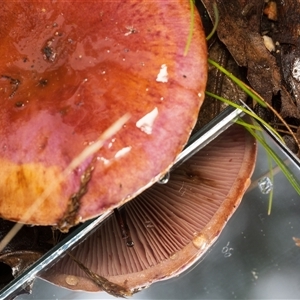 Unverified Cap on a stem; gills below cap [mushrooms or mushroom-like] at Kambah, ACT - 6 Jun 2025 by Steven999
