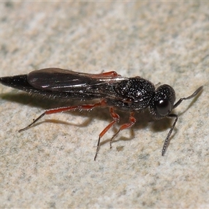 Unverified Parasitic wasp (numerous families) at Acton, ACT - 26 Jan 2025 by TimL