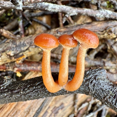 Gymnopilus sp. (Gymnopilus) at Harrietville, VIC - 9 Jun 2025 by Hejor1